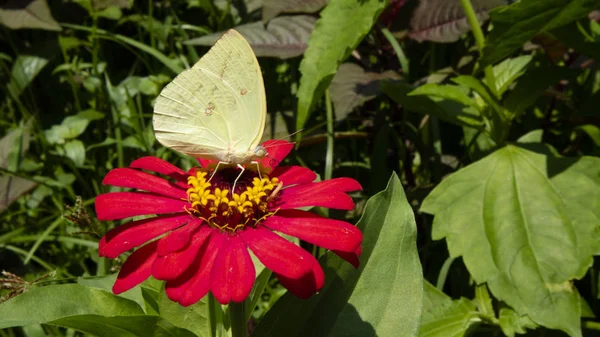 Una mariposa chupa miel de una flor de zinnia en un día soleado —  Fotos de Stock