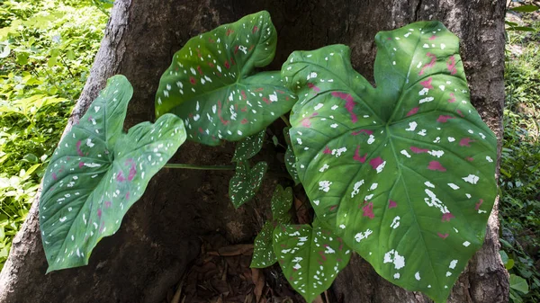 Caladium bi color, Regina delle Piante Foglie per la decorazione, famiglia Araceae, orecchio di elefante, Alocasia, Colocasi foglie di piante — Foto Stock