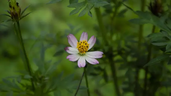Cosmos caudatus - ежегодное растение рода Cosmos с фиолетовыми, розовыми или белыми лучевыми цветками. Уроженец Латинской Америки и Вест-Индии — стоковое фото