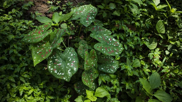 Caladium bicolor, Yaprak Bitkilerinin Kraliçesi, Araceae ailesi, fil kulağı, Alocasia, Colocasi bitkisi yaprakları. — Stok fotoğraf