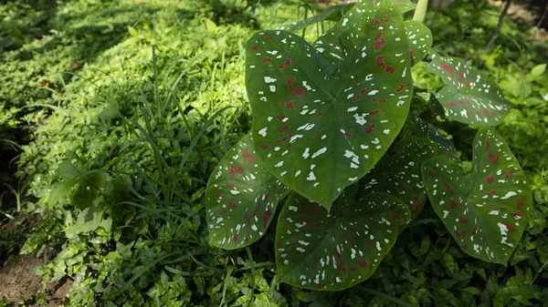 Caladium bicolor, Yaprak Bitkilerinin Kraliçesi, Araceae ailesi, fil kulağı, Alocasia, Colocasi bitkisi yaprakları. — Stok fotoğraf