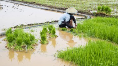 Asyalı çiftçi pirinç fideleri pirinç tarlasında, çiftçi yağmur mevsiminde pirinç ekiyor..