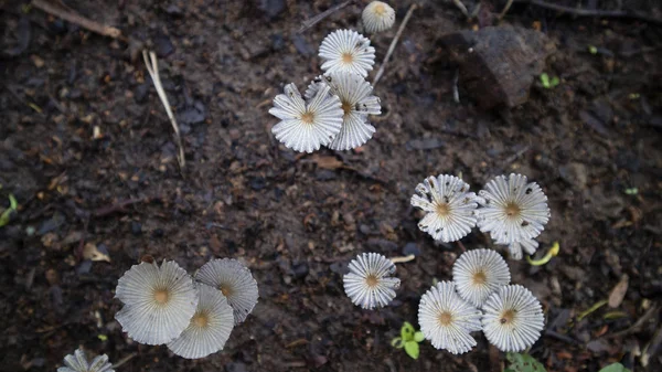 Rangées de champignons qui poussent sauvages en saison des pluies, ce type ne peut pas être mangé . — Photo