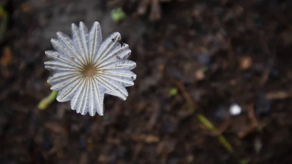 梅雨時に自生するキノコの列、このタイプを食べることができません. — ストック写真