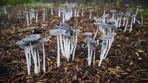 梅雨時に自生するキノコの列、このタイプを食べることができません. — ストック写真