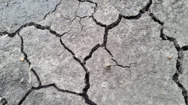 Arazi, çeltik tarlalarındaki su eksikliğinden çatlamış.