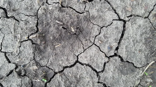 A terra está rachada devido à falta de água nos campos de arrozais — Fotografia de Stock