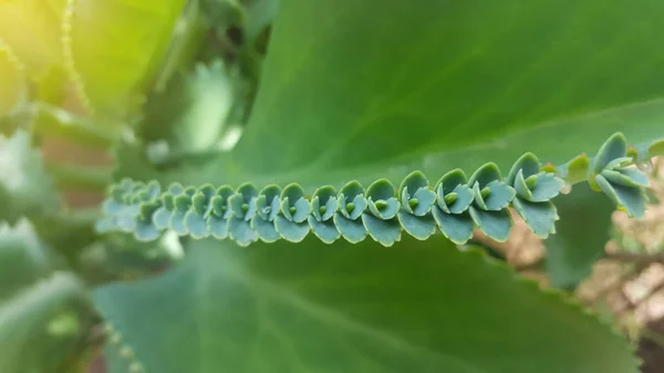 Bryophyllum pinnatum - суккулентное растение, родом из Мадагаскара. Это растение славится своим методом размножения через листовые почки . — стоковое фото