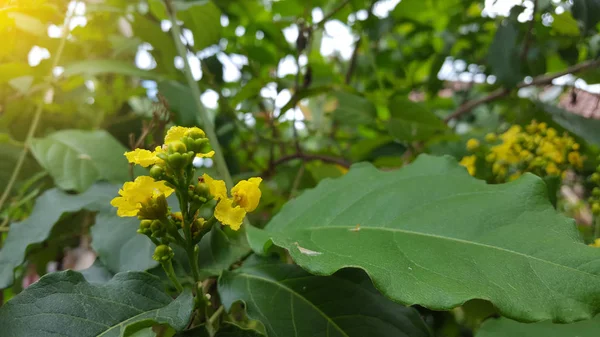 Floraison Mahonia aquifolium (raisin de l'Oregon). Branche jaune de Mahonia florissante au printemps. Floraison buisson épineux sempervirent. des plantes de jardin à fleurs printanières. Belle floraison à la lumière du soleil . — Photo