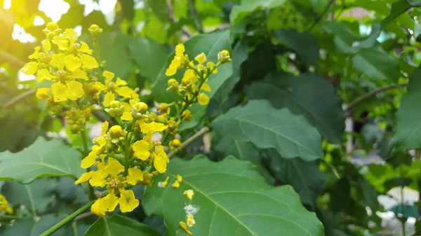 Blühende Mahonia aquifolium (Oregantraube). gelber Zweig der blühenden Mahonie im Frühling. blühender immergrüner Stachelstrauch. Frühlingsblühende Gartenpflanzen. schöne Blüte im Sonnenlicht. — Stockfoto