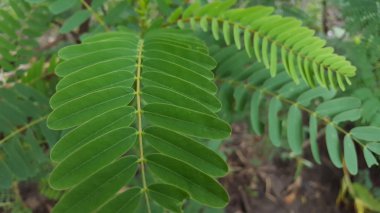 Sesbania grandiflora, Fabaceae kabilesinin küçük bir ağaç üyesidir. Birçok kullanıma sahip bitkilerin başlangıçta Güney ve Güneydoğu Asya 'dan geldiği düşünülüyordu.