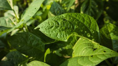 Sebze olarak yenilebilen yapraklardan biri olan Vigna unguiculata yaprağı, Güneydoğu Asya halkının geleneksel menüsünde yer alan bir sebzedir. Genellikle buğulanmış ve pekel menüyle servis edilir.