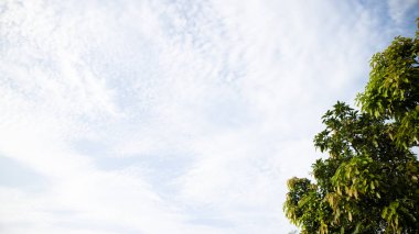 Beyaz bulutların arka planında yeşil ağaç yaprakları var. Arkaplan resmi, arkaplan veya grafik kaynağı olarak kullanılabilir