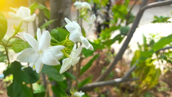 Fehér � � � � � Gardenia � � � � � virágok � � � � � � � levelek � � � � � háttér, alkalmas tapéta vagy háttérkép — Stock Fotó