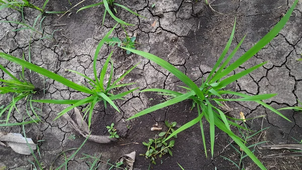 Zöld rizs növények a rizsföldeken. Eljött az esős évszak, a gazdák elkezdtek rizst ültetni. Kép felvétele felülnézetből — Stock Fotó