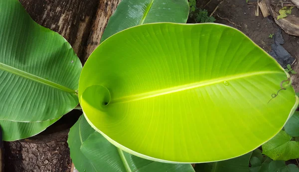 A banánlevelek zöldek, a kép felülnézetből készült. A fiatal banánlevél hasznos a húgyúti betegségek és a húgyúti problémák gyógyítására. — Stock Fotó