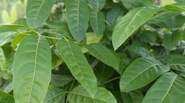 Yağmur mevsiminde gelişen yeşil yapraklar, resim bir arkaplan resmi, duvar kağıdı, eğitim materyali ve grafik kaynakları olarak kullanılmak için uygundur