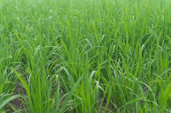 Risväxter under behandlingsperioden med en ålder på cirka 2 veckor. — Stockfoto