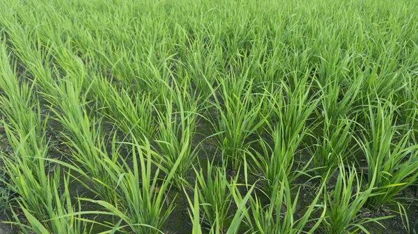 Reispflanzen in der Behandlungszeit mit einem Alter von etwa 2 Wochen. — Stockfoto