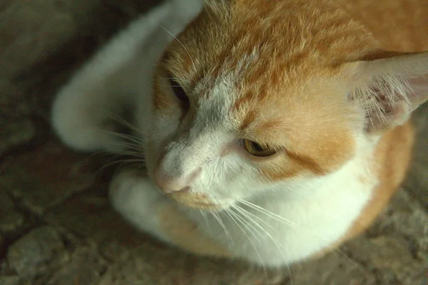 Un gatto giavanese con pelo e testa bianchi e marroni. Il tipo di gatto che vive solo nel sud-est asiatico — Foto Stock
