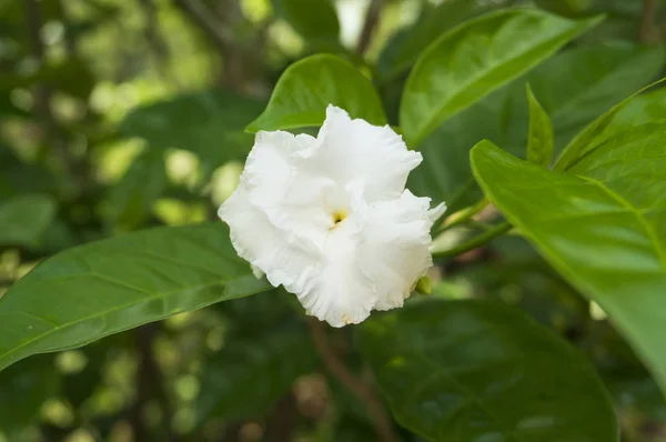 純白のジャスミンの花は、通常、結婚式などの歴史的なイベントに使用されます — ストック写真