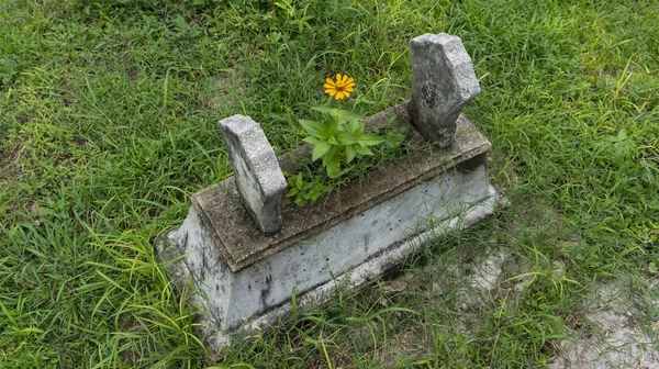 Zinnia comum Flores em um túmulo. Um símbolo de morte que dá uma impressão terrível — Fotografia de Stock