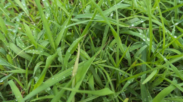 雨滴在绿色的草地上的早晨，图片适合用作背景图像，墙纸和图形资源 — 图库照片