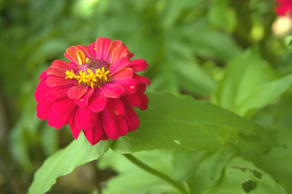 Common zinnia in the garden with natural color variations from natural formation — ストック写真