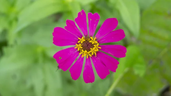 Common zinnia in the garden with natural color variations from natural formation — Stock Photo, Image