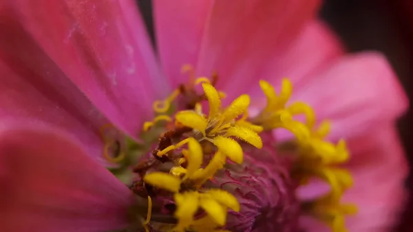 Makro modda genel zinnia, güzel görünüm ve çiçek yaprakları güzel ve koyu arkaplan ile detaylandırılmış — Stok fotoğraf
