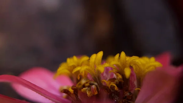 Makro modda genel zinnia, güzel görünüm ve çiçek yaprakları güzel ve koyu arkaplan ile detaylandırılmış — Stok fotoğraf