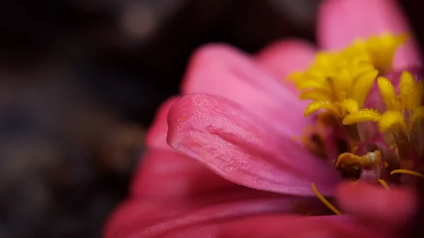 マクロモードで一般的なジニナは、暗い背景で美しく、詳細な美しい雌蕊と花の花弁を見てください。 — ストック写真