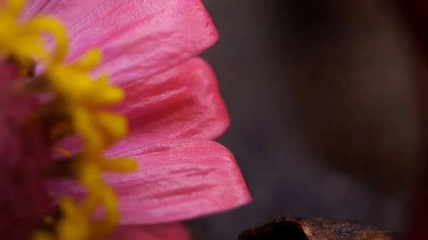 Makro modda genel zinnia, güzel görünüm ve çiçek yaprakları güzel ve koyu arkaplan ile detaylandırılmış — Stok fotoğraf