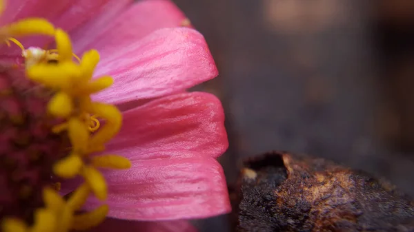 マクロモードで一般的なジニナは、暗い背景で美しく、詳細な美しい雌蕊と花の花弁を見てください。 — ストック写真