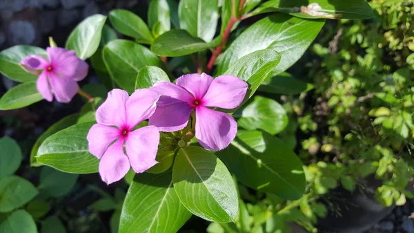 ビンカ(Vinca)は、ヨーロッパ、北西部アフリカ、南西アジア原産のアブラナ科の開花植物の属です。英語名のペリウィンクルは関連属のカタランサスと共有される。 — ストック写真
