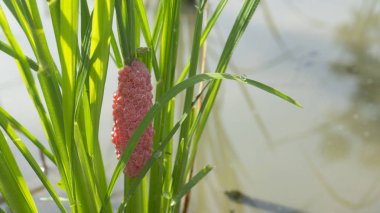 Pomacea kanalikulata yumurta kütleleri genellikle tatlı su kütleleri üzerine gelişmekte olan bitki örtüsüne bırakılır. Pomacea kanalikulata 'nın yumurta kütleleri parlak pembe ya da turuncu renktedir..
