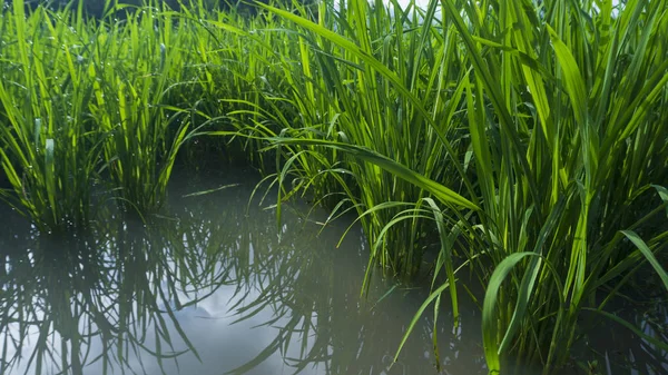 Рослини рису з достатньою кількістю води, вступаючи в сезон збору врожаю, потрібно підтримувати воду, щоб коріння рису стали міцними, щоб їх не легко збити вітром — стокове фото