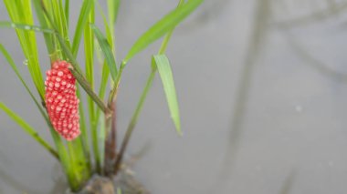 Pomacea kanalikulata yumurta kütleleri genellikle tatlı su kütleleri üzerine gelişmekte olan bitki örtüsüne bırakılır. Pomacea kanalikulata 'nın yumurta kütleleri parlak pembe ya da turuncu renktedir..