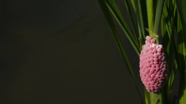 Pomacea kanalikulata yumurta kütleleri genellikle tatlı su kütleleri üzerine gelişmekte olan bitki örtüsüne bırakılır. Pomacea kanalikulata 'nın yumurta kütleleri parlak pembe ya da turuncu renktedir..