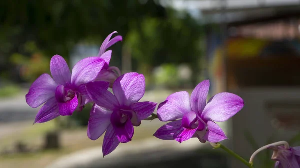 Gyönyörű orchideák lila stroke, képek alkalmas tapéták, grafikai erőforrások, vagy háttér — Stock Fotó
