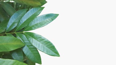 Srikaya (Sugar apple) leaf isolated mode, suitable for wallpaper, background, or graphic resources