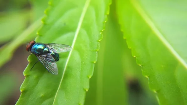 Diptera exótica da mosca da fruta de Drosophila Inseto do parasita na folha da planta — Fotografia de Stock