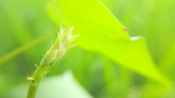 Gyönyörű, mégis virágzó virágbimbók sima bokeh háttérrel. — Stock Fotó