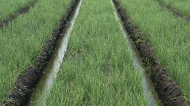 Ekilmiş kırmızı soğan çiftliği, iyi değerde bir tarım işi.