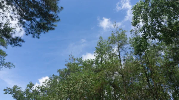 Tall pine tree tops against blue sky and white clouds — Stock Photo, Image