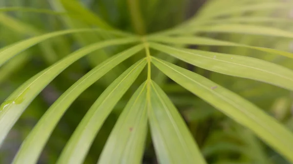 Palmblad, en av de prydnadsväxter som lätt planteras i krukor som dekoration — Stockfoto