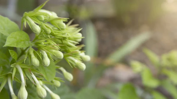 Hermosas flores de tilo, una planta ornamental para la decoración de la casa fácil de cultivar — Foto de Stock