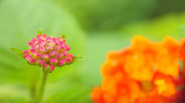 Lantana de las Indias Occidentales, una de las plantas silvestres que tienen las maravillosas flores de color naranja. Esta planta podría tratar diversas enfermedades como reumatismo, picazón en la piel, TUBERCULOSIS y muchas más —  Fotos de Stock