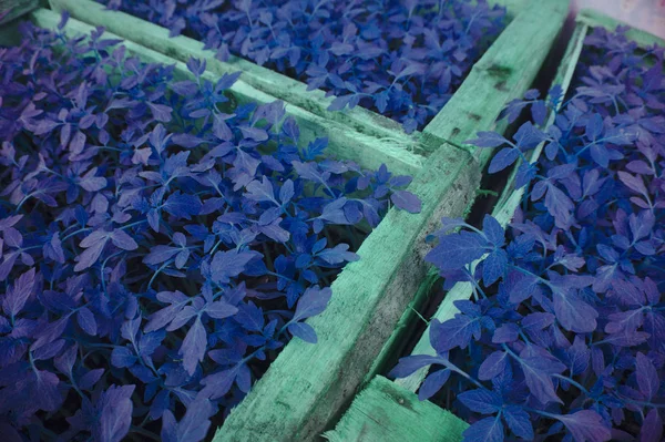 Proceso Vivero Tomates Una Caja Madera Antes Ser Transferido Plantación —  Fotos de Stock