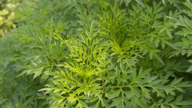 Kenikir, yetiştirilmesi kolay tropikal bitkiler. Kenikir, geleneksel Asya gıda salatası olarak işlenen sebze kategorisindeki bitkilerden biridir.
